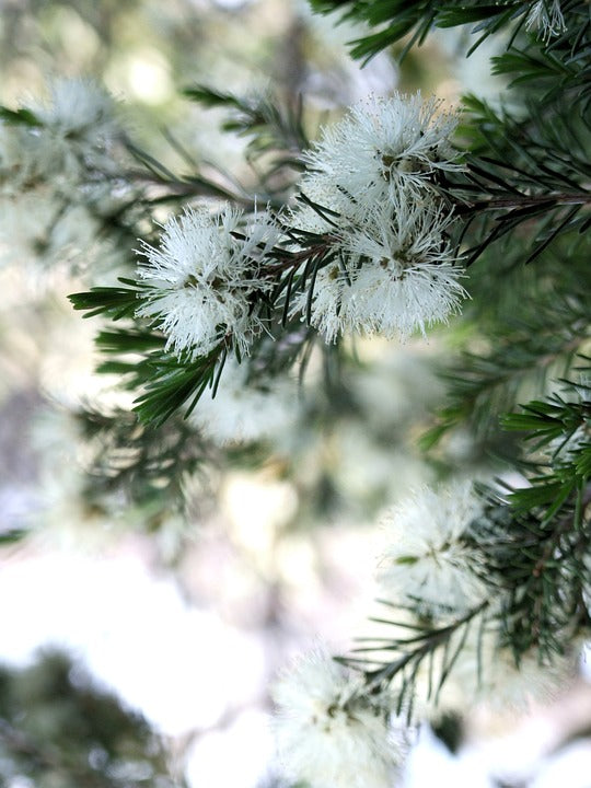 OLI ESSENZIALI?!? TEA TREE OIL…IL RE DEGLI OLI ESSENZIALI