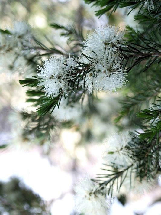 OLI ESSENZIALI?!? TEA TREE OIL…IL RE DEGLI OLI ESSENZIALI
